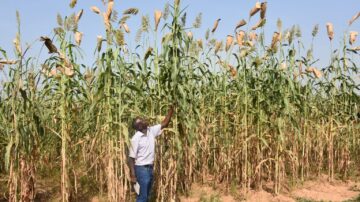 Monitoring Field Visit in Mali, West Africa. (Photo: CIMMYT)