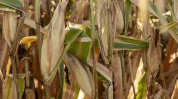 Agricultural economists with the Arkansas Agricultural Experiment Station conducted a survey of Mexican consumers on their nation's ban of genetically modified corn. (U of A System Division of Agriculture)