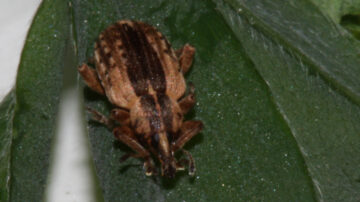 The adult alfalfa weevil is known to leave a field once temperatures reach 80-85 degrees Fahrenheit, then return in the fall to mate and lay eggs again. (Photo courtesy of K-State Department of Entomology)