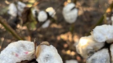Cotton sprouted in Poinsett, Mississippi Counties as a result of rain from Tropical Storm Francine. (Division of Agriculture photo)