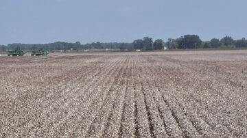 Cotton field in Monroe County, Arkansas, on the eve of harvest. Taken Sept. 20, 2024. (U of A System Division of Agriculture image by Dustin North)