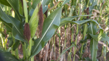 While Arkansas farmers hit a near-record average bushel per acre in 2024, about 40 percent fewer acres were planted due to market prices (U of A System Division of Agriculture)