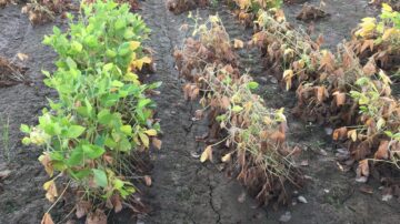 Research on soybeans experiencing a flood event during early reproduction stages showed no significant impact on seed composition, and some variety variability. (U of A System Division of Agriculture photo)