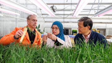 From left, Wheat Improvement Team members Brett Carver, Meriem Aoun and Liuling Yan look over wheat varieties in Aoun’s greenhouse at Oklahoma State University in Stillwater. The team has released 37 wheat varieties since 2000. (Photo by Mitchell Alcala, OSU Agriculture)