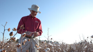 Fred Bourland's Yield Component Score is being developed into an app with Cotton Incorporated to help cotton breeders and growers improve yield stability. (U of A System Division of Agriculture photo by Paden Johnson)