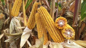 Agronomists get a look at test plots soon before they are harvested. Pictured: AG631-08.