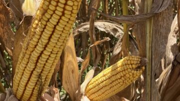 A645-22 has always been a good hybrid, and this year it really shined, coming in as one of the top three performers in southern field trials.