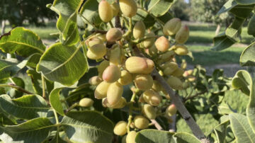 Researchers have generated the most comprehensive genome sequence of the pistachio, allowing plant breeders to create better varieties. (Bárbara Blanco-Ulate / UC Davis)