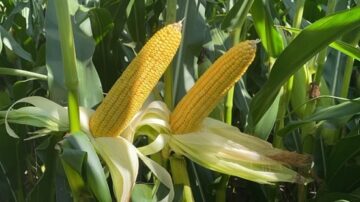 A644-64 filling the ear all the way to the tip, maximizing kernel count.