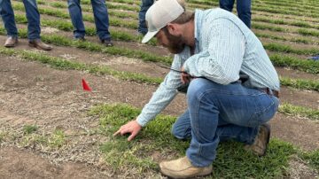 AOSCA held a turfgrass inspectors training April 30-May 1 in Rosenburg, TX with classroom and in-the-field sessions. (AOSCA photos)