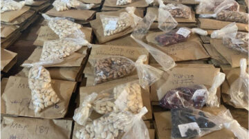 Packets of legume seeds within a legume germplasm and breeding program at the University of Zambia. (Photo by Caitlin Breen, 2022)