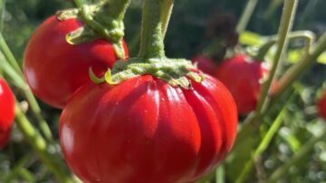 (Zachary Lippman, Cold Spring Harbor Laboratory)