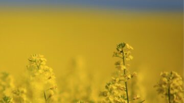 Bayer CropScience Inc. announces it will be acquiring a canola treating and packaging facility (CNW Group/Bayer Inc.)