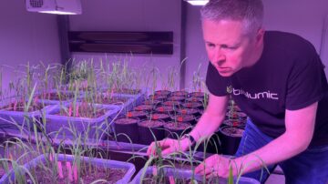 BioLumic CTO Jason Wargent assesses UV light seed treatment on rice.
