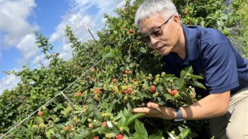 Image of UF/IFAS researcher Zhanao Deng, the lead scientist on a new paper that shows the genome assembly of a blackberry variety. This genetic work will go a long way to helping scientists develop thornless, flavorful and increasingly disease-resistant blackberries – meeting demands of growers and consumers alike.