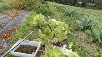 Soil microbiome sample at an organic vegetable farm in New York State. (Photo: Elias Bloom)