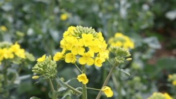 Blooming rapeseed. (KWS)