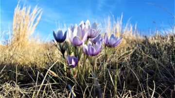 South Dakota's state flower, Pulsatilla patens (eastern prairie pasque).