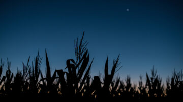 Corn needs to be able to maximize photosynthesis and minimize dark respiration to maximize yield.