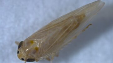 Corn leafhopper has reemerged in some Texas corn-growing regions and other states, threatening both yields and grain quality. (Texas A&M AgriLife)