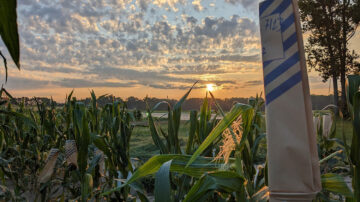 A research field in Clayton, North Carolina, where scientists are working to improve nitrogen efficiency in growing corn.