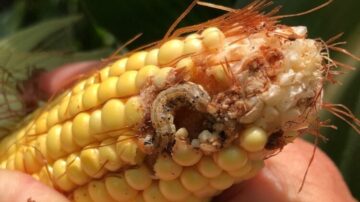 Scouting fields for pests like corn earworm (pictured) is especially critical in years when crops are planted late. (AgReliant photos)