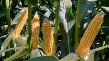 Consistent, comprehensive scouting throughout the growing season helps farmers act quickly before pest pressure or other crop stressors take over.
