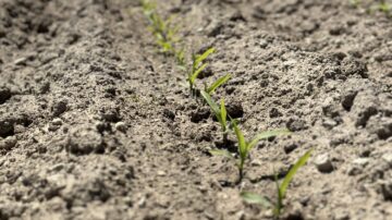Regardless of soil type, Teply says even emergence is a good indicator of how much you’ll harvest.