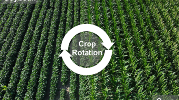 Despite climate challenges, the study suggests increasing crop rotation can still improve overall yields and highlights its potential as a climate adaptation strategy.