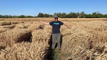 Scientist Juan Debernardi gives a thumbs-up to the short but upright grain on the left, which is dwarf triticale developed with a new genetic tool using micro-RNA. Thumbs-down is for the plot on the right, which is the original, tall triticale line. Debernardi is manager of the Parsons Foundation Plant Transformation Facility at UC Davis. (Joshua Hegarty/UC Davis)