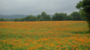 (Photo courtesy of Ernst Seeds)