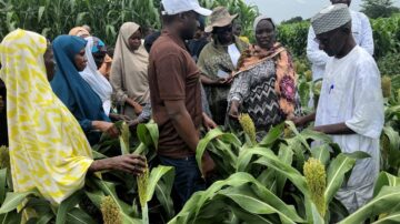Women are leading the production and distribution of new sorghum varieties across several states in Nigeria. (Photo: Muhammad Ahmad Yahaya/IAR)