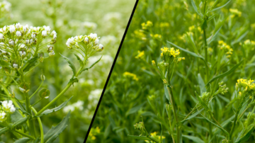Pennycress (left) and camelina (right).