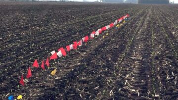 Flag trials demonstrate the outsized impact even emergence has on final yields.