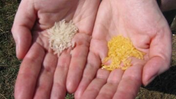 Golden Rice is considered an improved rice strain with a potential to cover micronutrient needs of rural, rice-based societies. (Golden Rice Project photo)