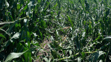 The maturity of a hybrid and its underlying genetics are major determinants of whether a hybrid snaps.