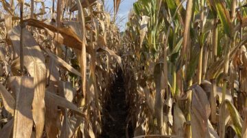 Nitrogen deficiency brought a swift end to the growing season for some farmers.