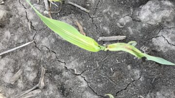 AgriGold Agronomist Jason Mefford says farmers should be on watch for herbicide carryover after a dry off-season.