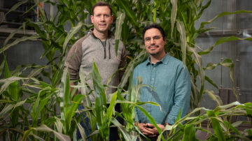 Researchers Johannes Scharwies and José Dinneny stand in front of corn plants grown to study root responses to moisture at the Stanford Greenhouse Facility. (LiPo Ching, Stanford University)