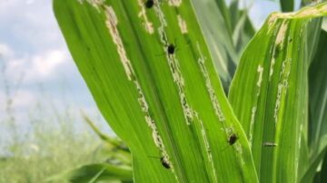 Farmers should be especially vigilant with late-planted and replanted corn fields that are at higher risk of corn rootworm pressure, says AgriGold Agronomist Ron Roling.