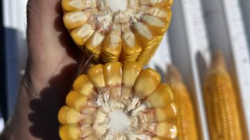Timely rains and an extended grain fill period help kernel-flex hybrids produce big, deep kernels.