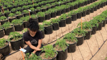 Ifigenia Urbina Barreto, Ph.D. in Ecology and former Biome Makers employee conducting a tomato trial.