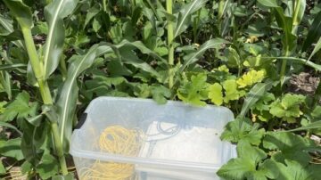 A container in the field housing the data logger connected to soil moisture sensors and communication equipment transmitting data via cellular network. (Photo by Yi Yang)