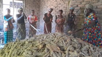 Before the arrival of multi-crop thresher, the women relied on traditional methods to thresh sorghum. Their dedication laid the foundation for their transformation into successful seed producers. (Photo: CBCC)