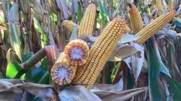 LG Seeds agronomists encourage farmers to stick with their management plan throughout the growing season as corn can add yield all the way to black layer.