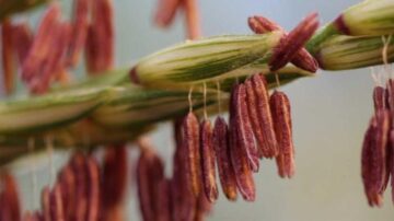 To grow the corn of tomorrow, Cold Spring Harbor Laboratory geneticists and plant biologists are digging up maize’s ancient roots. (Jon Cahn/Martienssen lab/CSHL)