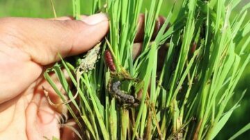 The fall armyworm poses a significant threat to Asian rice security. (Philippine Rice Research Institute)