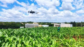 Researcher flies drone over experimental corn plantation in Campinas (state of São Paulo, Brazil): technology can facilitate the selection of drought-tolerant varieties . (Paula Drummond de Castro/GCCRC)