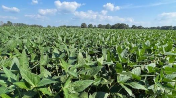 A soybean field in Tennessee. (Hewezi Laboratory, University of Tennessee)