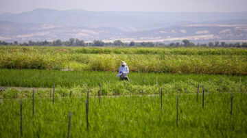 At any given time, Lundberg is testing thousands of rice varieties in their greenhouse and test field. Over the past 10 years, Lundberg has trialed over 80,000 unique breeding lines, and in the 50-year history of its breeding program, the company has successfully commercialized about a dozen of them.